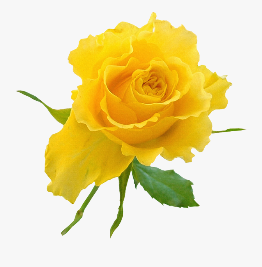 Transparent Background Yellow Rose Clipart , Transparent - Yellow Flower Transparent Png, Transparent Clipart