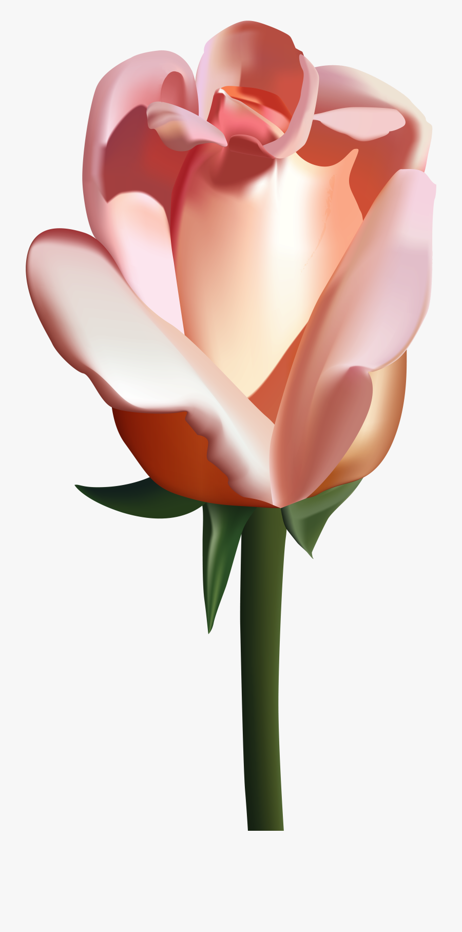 Peach Rose Png Clip Art Image - Peach Rose Png, Transparent Clipart