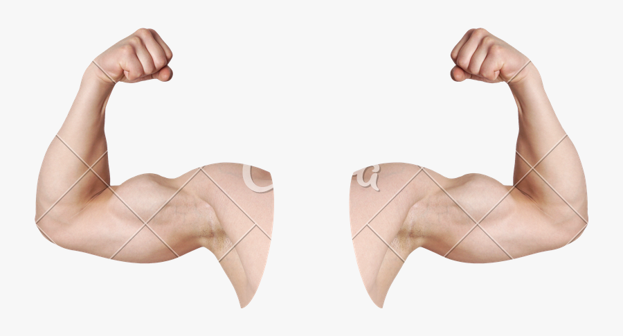 Bicep Muscle Png - Mans Arm Flexing, Transparent Clipart