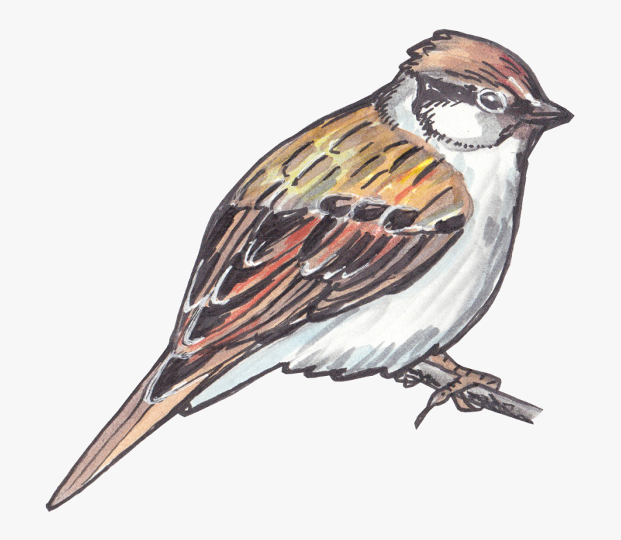 Sparrow Png Clipart - Portable Network Graphics, Transparent Clipart