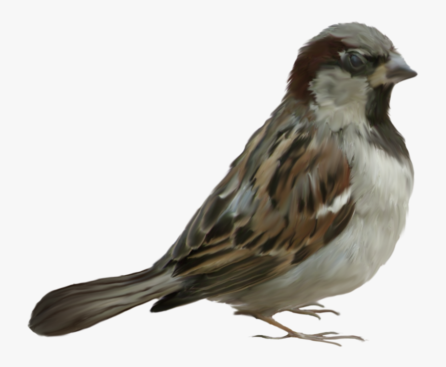 Sparrow Png - Воробей Без Фона Png, Transparent Clipart