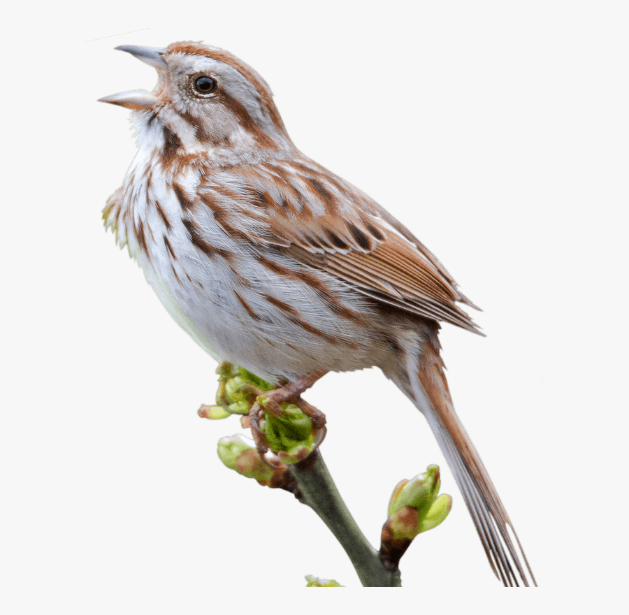 20143 - Song Sparrow Png, Transparent Clipart