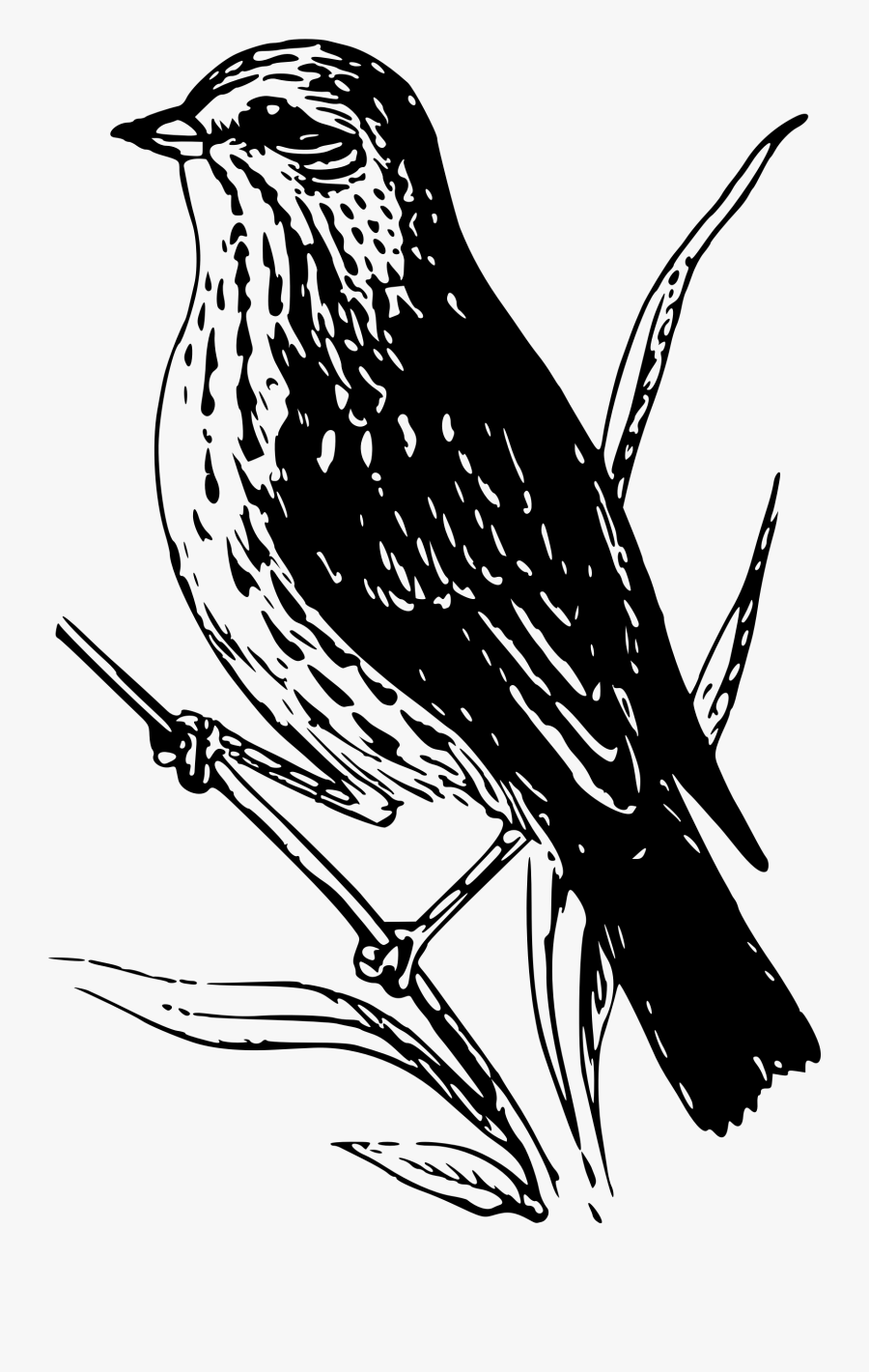 Baird Sparrow Clip Arts - Baird Png, Transparent Clipart