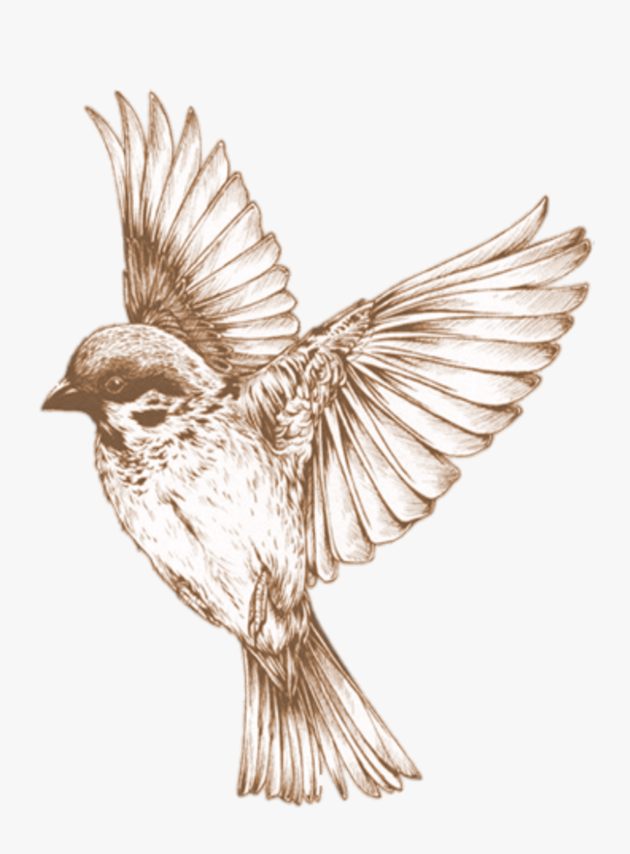 Hummingbird Clipart Sparrow - Flying Bird Illustration Vintage , Free ...