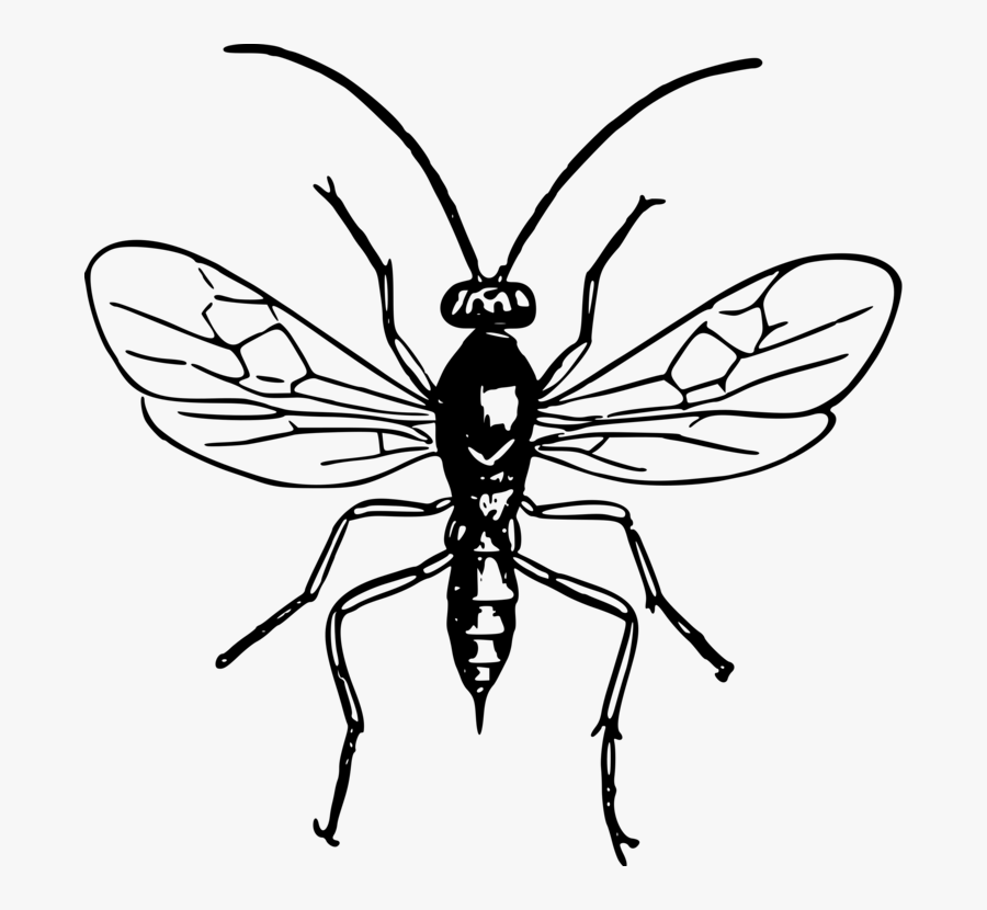 Symmetry,monochrome Photography,monochrome - Black And White Wasp Pictures Clip Art, Transparent Clipart