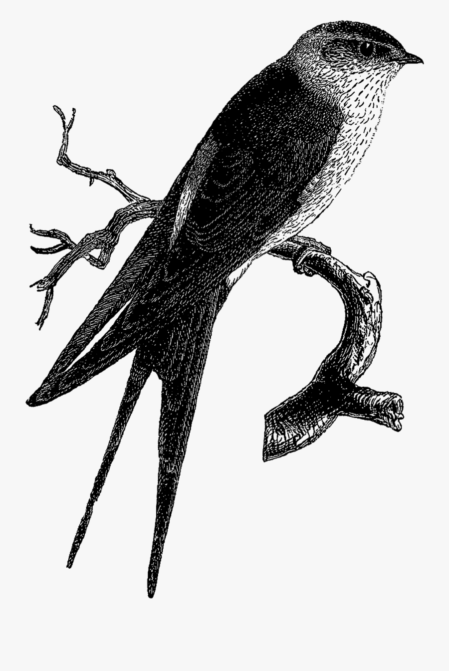 Eastern Kingbird, Transparent Clipart