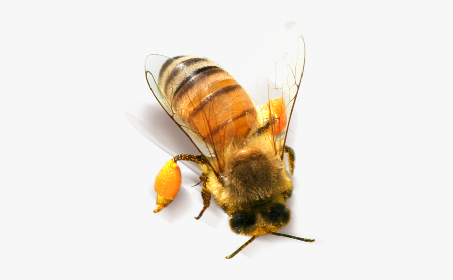 Bee, Transparent Clipart