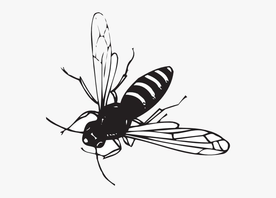 Flying Black Bug With White Stripes, Transparent Clipart