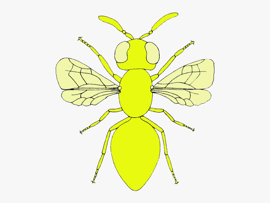 Transparent Moscas Png - Net-winged Insects, Transparent Clipart
