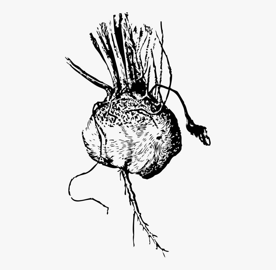 Turnip Beet - Vector Black And White Beetroot, Transparent Clipart