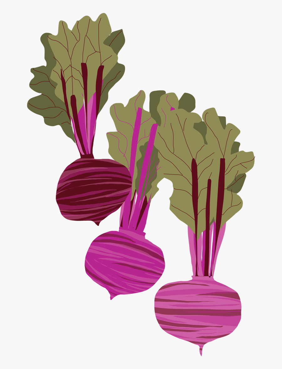 Lettuce Clipart Veggy - Beet Illustration, Transparent Clipart