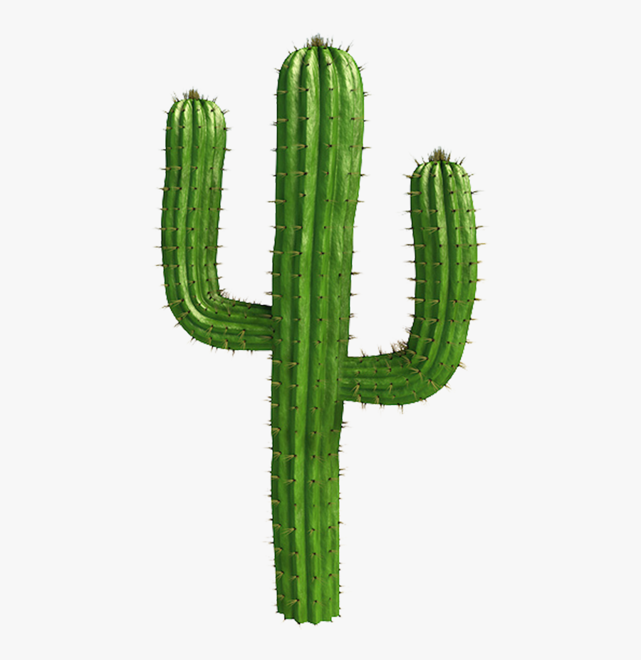 Saguaro Cactus Vector Cactus Png Free Transparent Clipart Clipartkey