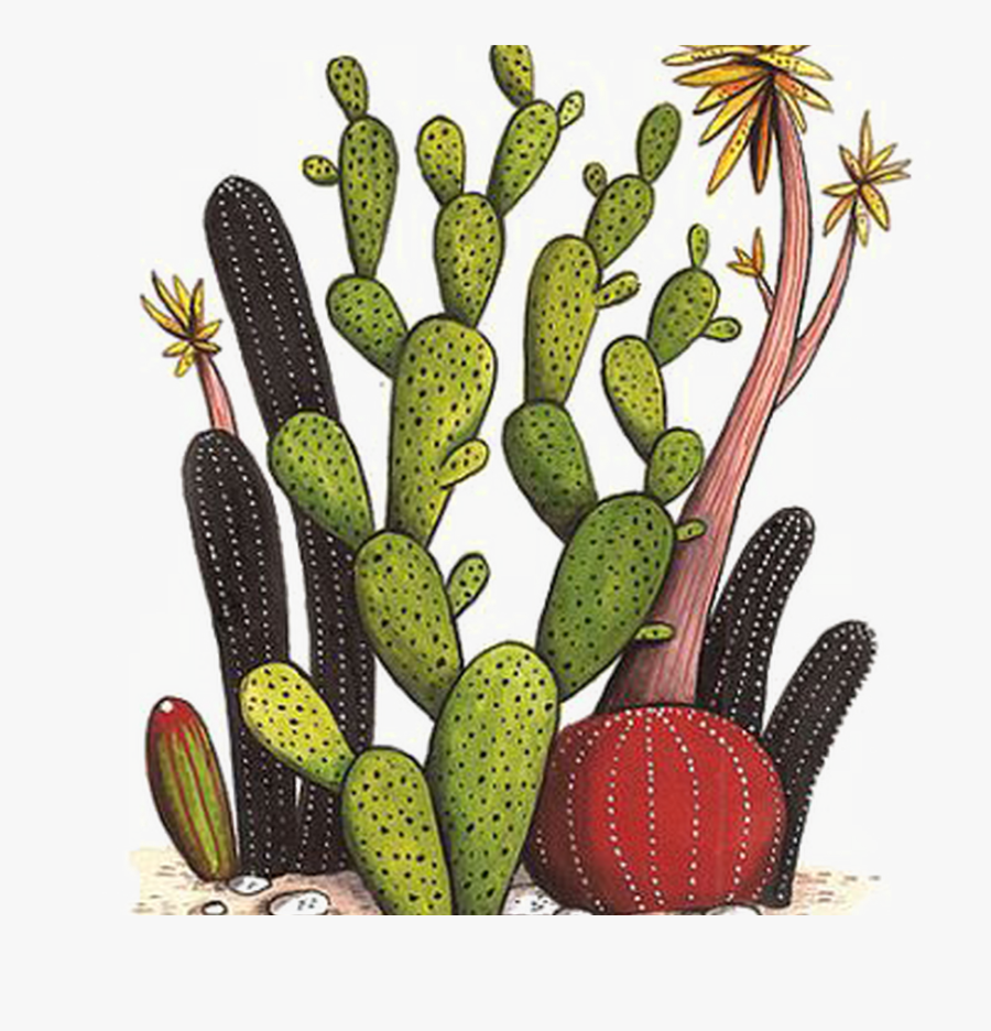 Collection Of Free Cactus Vector Flower Drawing Download - Cacti With Flowers Drawing, Transparent Clipart