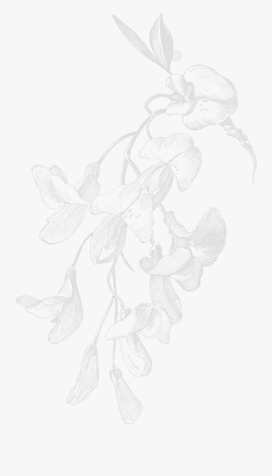 Aesthetic Flower Draw Transparent , Transparent Cartoons - Sketch, Transparent Clipart