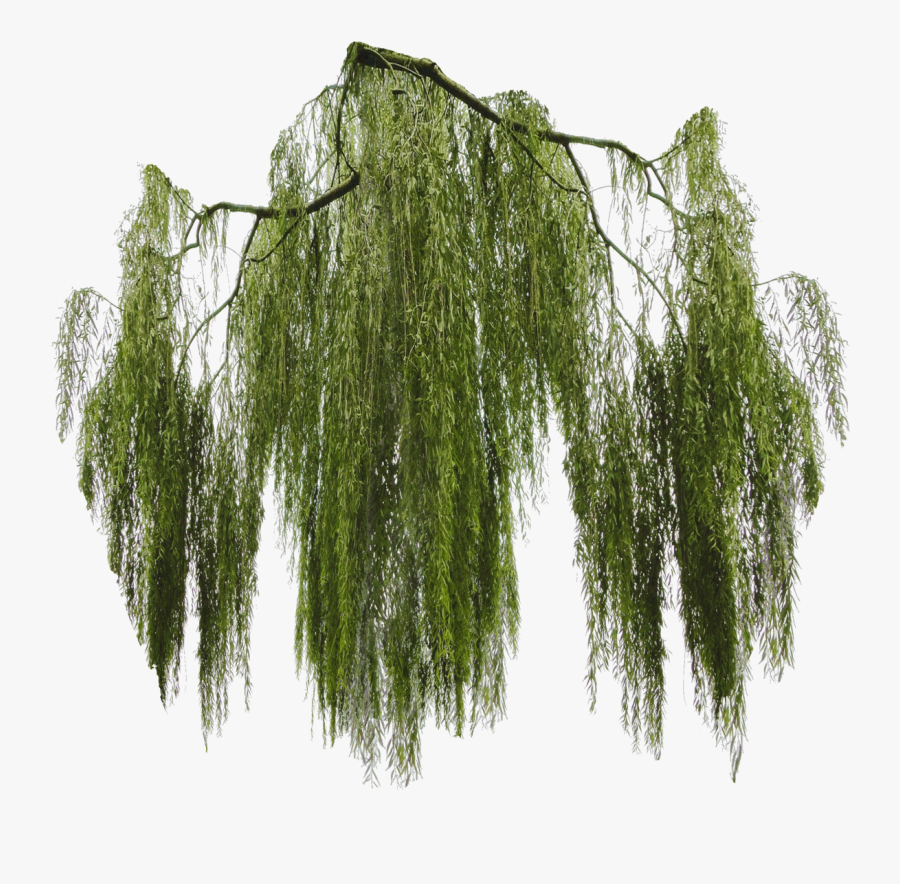 Willow Tree Png - Weeping Willow Tree Png, Transparent Clipart