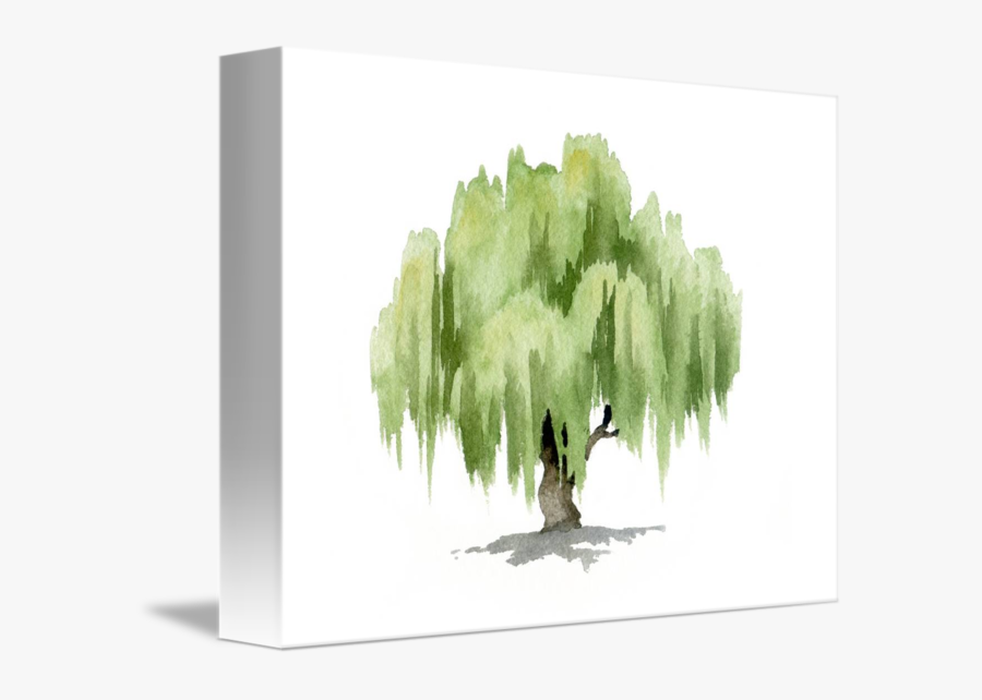 Transparent Willow Png - Willow Tree Watercolor Painting, Transparent Clipart