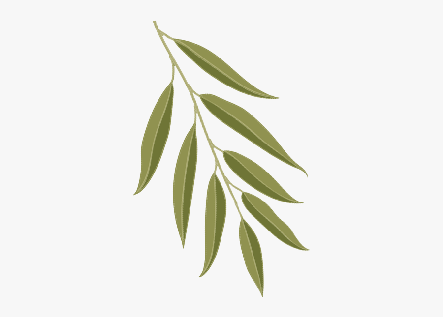 Leaf Weeping Willow Clipart - Willow Leaf Png, Transparent Clipart