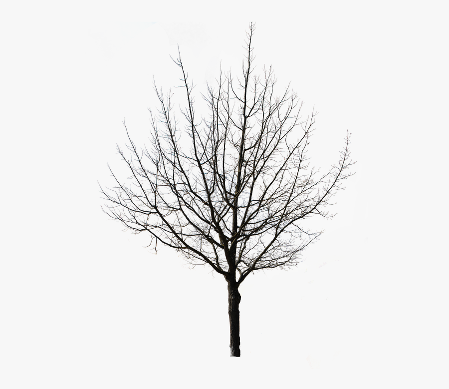 Tree Isolated Nature Autumn Weeping Willow Tap - Winter Tree Silhouette Png, Transparent Clipart