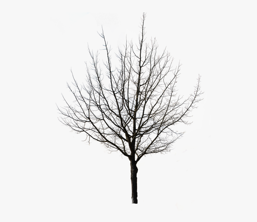 Tree Isolated Nature Autumn Weeping Willow Tap Winter Tree Silhouette Png Free Transparent Clipart Clipartkey