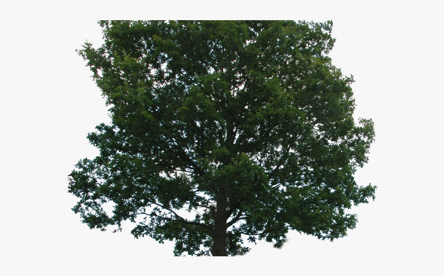 Tree No Background Png, Transparent Clipart