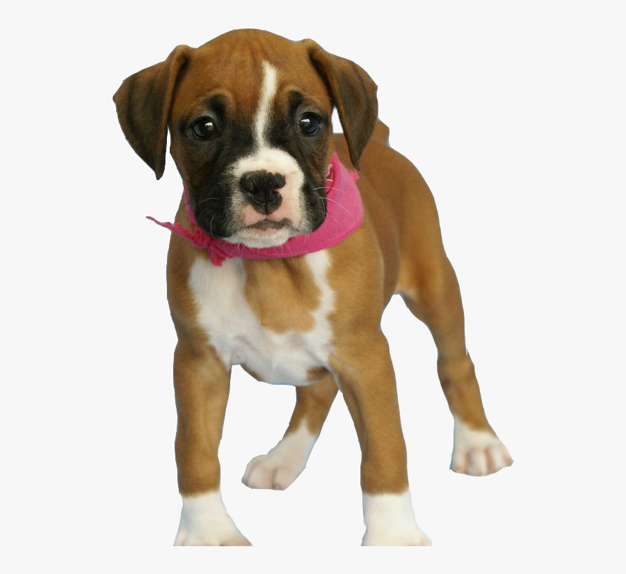 Dog Png Image Png Download - Boxer Dog Breed Baby, Transparent Clipart