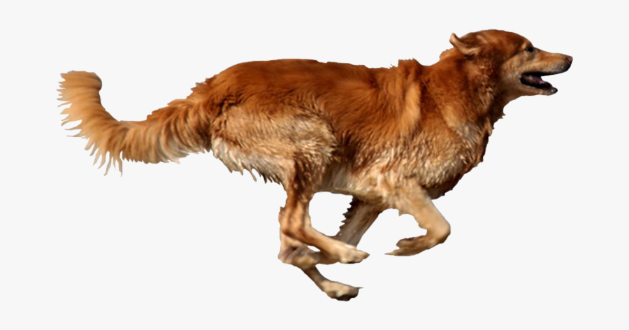 Dog Running Png - Dog Running Transparent Background, Transparent Clipart