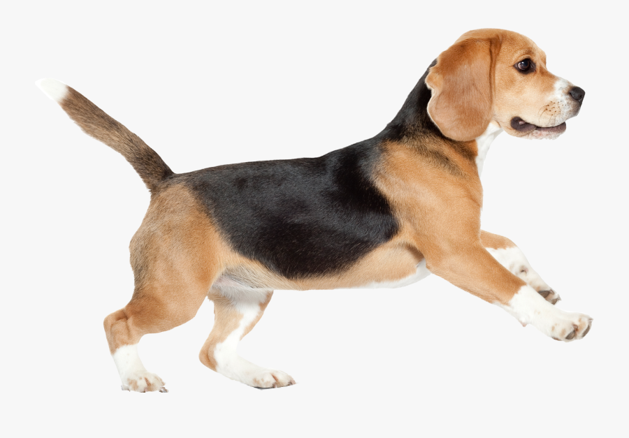 Transparent Beagle Puppy Clipart - Dog Png Walking, Transparent Clipart
