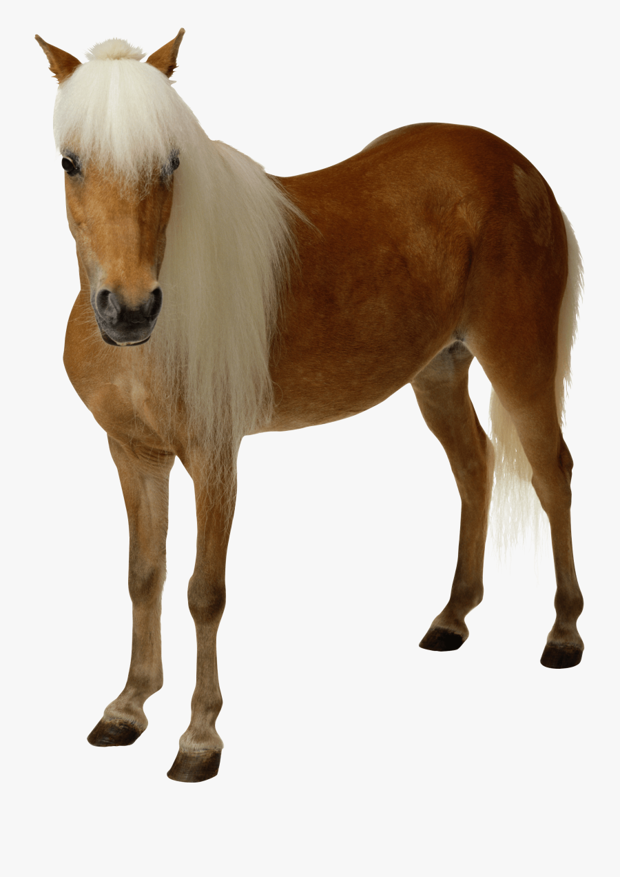Brown Horse With Long Hair Png Image - Transparent Background Horse Png, Transparent Clipart