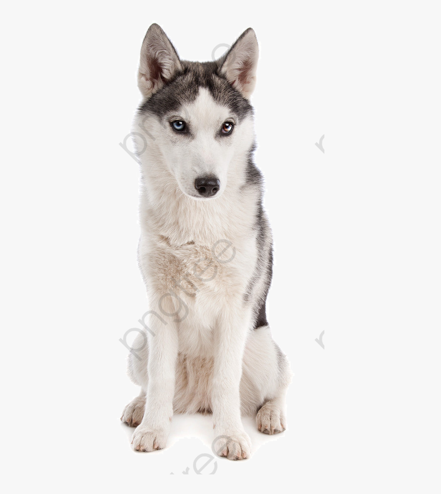 dog clipart husky husky png free transparent clipart clipartkey dog clipart husky husky png free