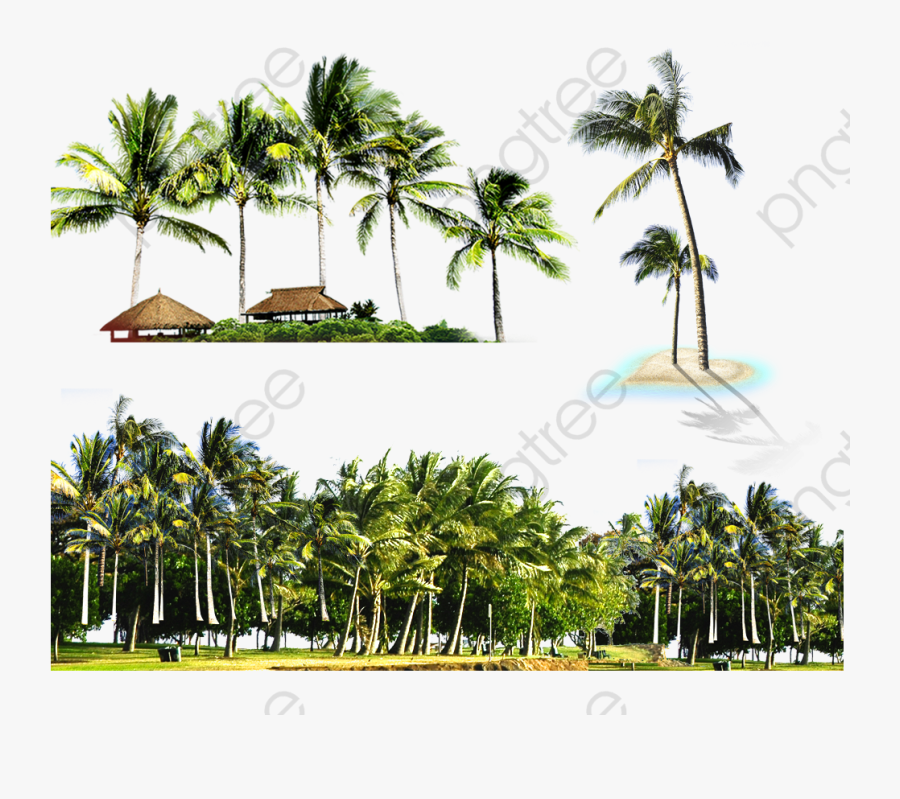 Coconut Coconut Island - Island Palm Png, Transparent Clipart