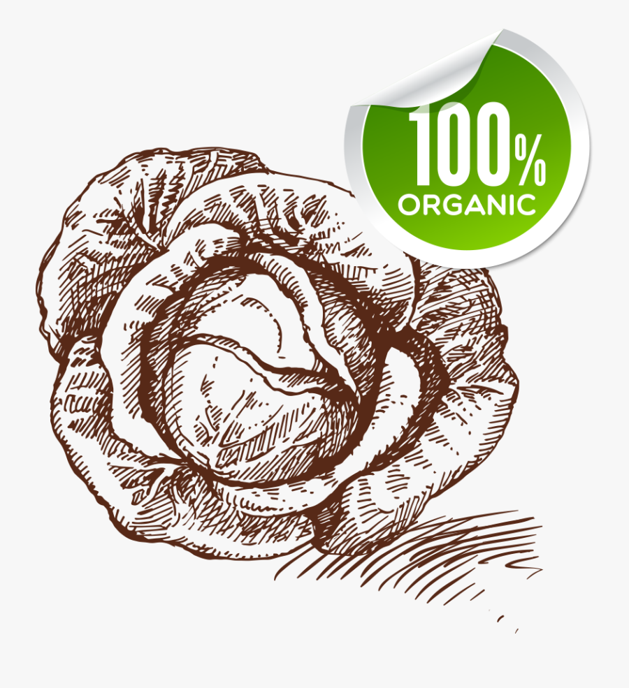 Jpg Transparent Download Food Sketch Cabbage Transprent - Drawing, Transparent Clipart