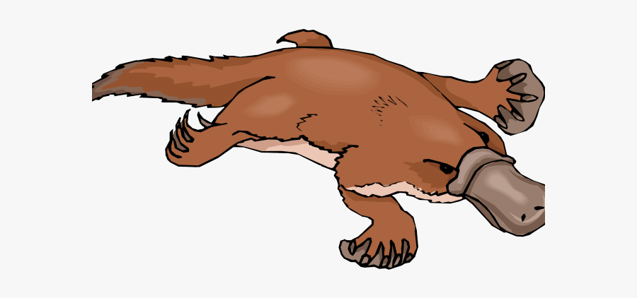 Platypus Clipart Platypus Evolution - Duck Billed Platypus Clipart, Transparent Clipart