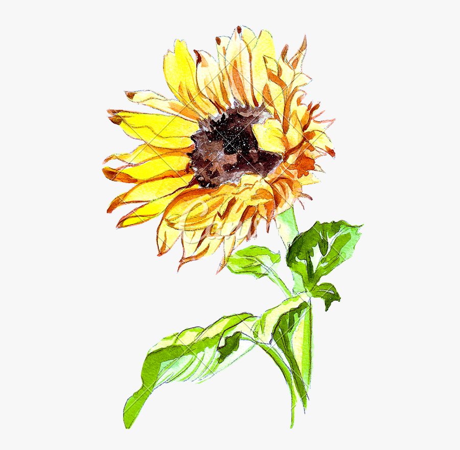 Clip Art Hand Drawing Of A - Sunflower Watercolor Vector Free, Transparent Clipart