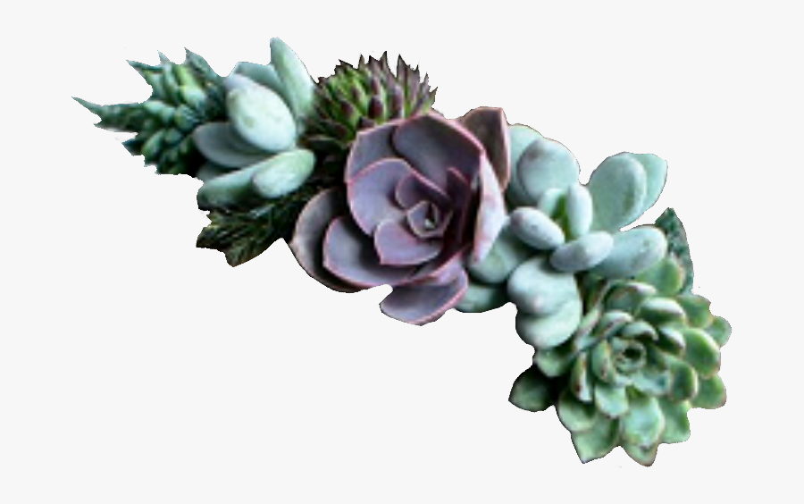 Succulent Clipart Echeveria - Succulent Plant, Transparent Clipart
