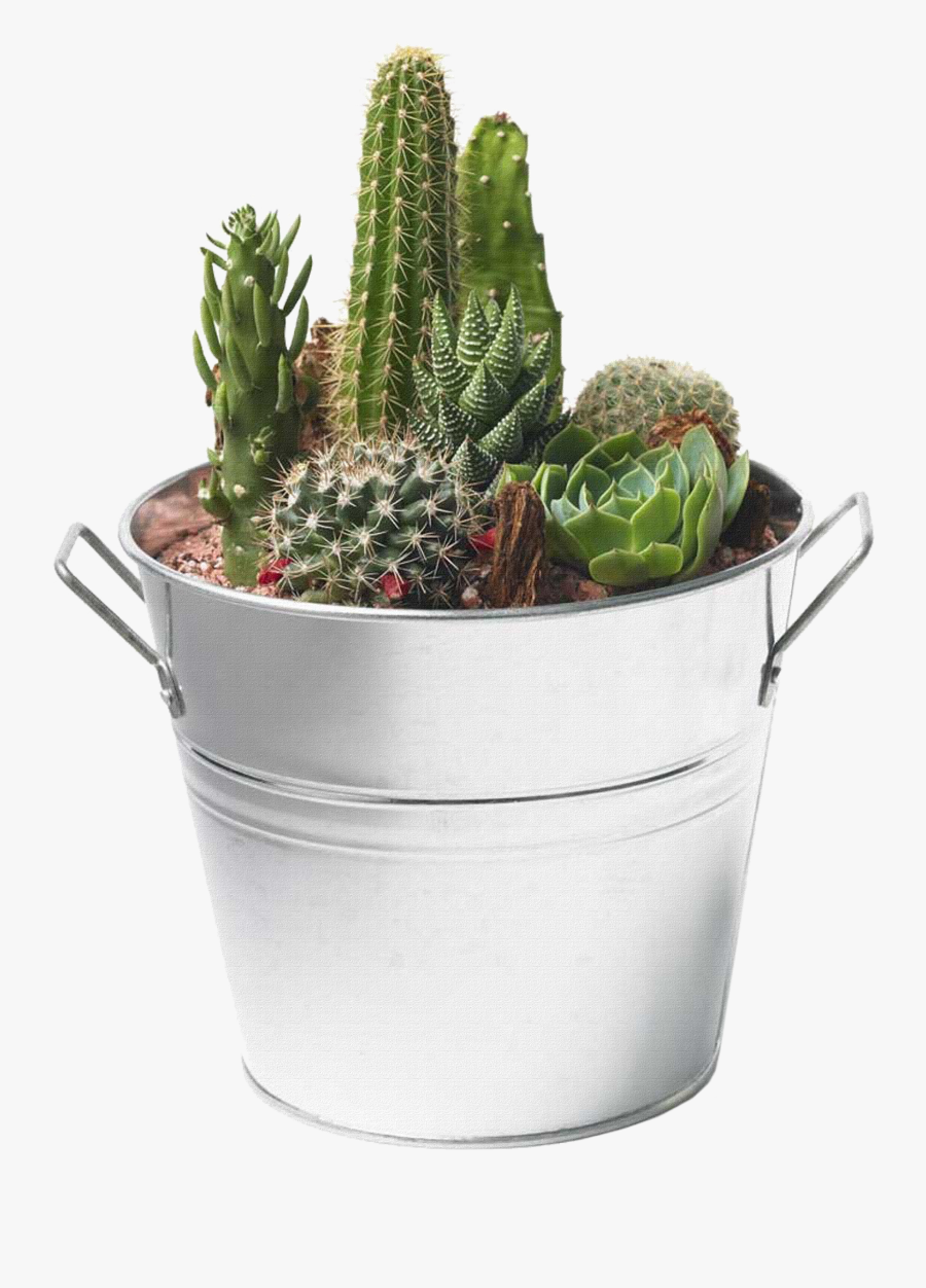 Cactus Png Image - Cactus And Succulents Png, Transparent Clipart