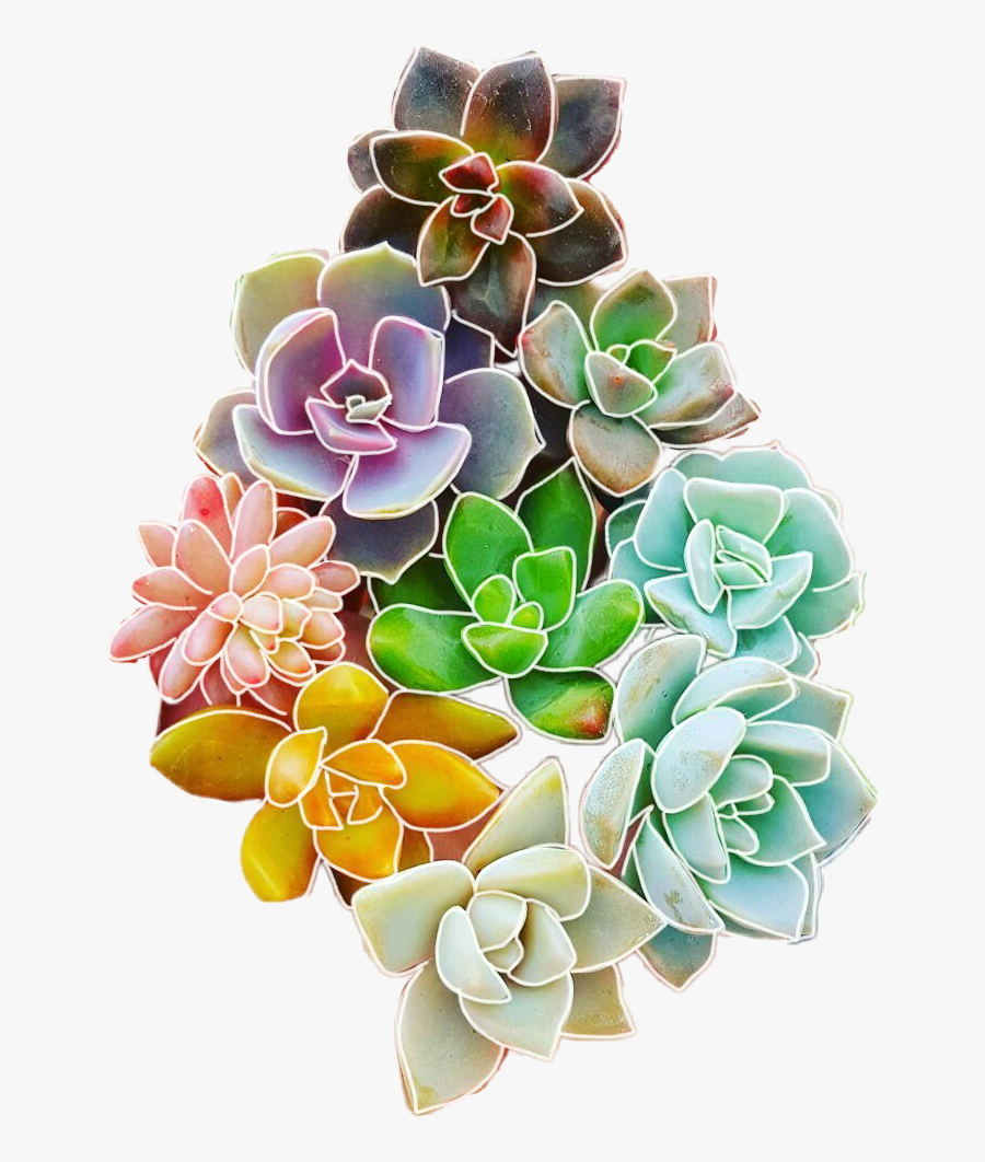 #flowers #succulent #succulents #cute #colorful - Artificial Flower, Transparent Clipart