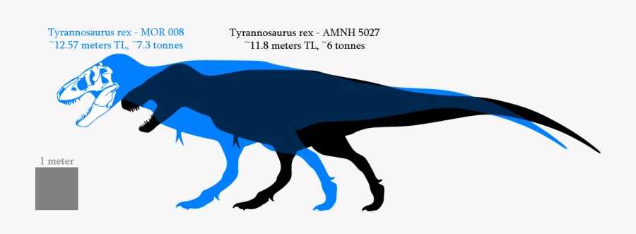 Tyrannosaurus Mor 008, Transparent Clipart