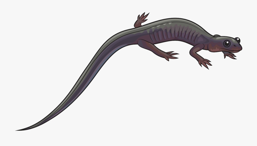 Appalachian Salamander, Transparent Clipart