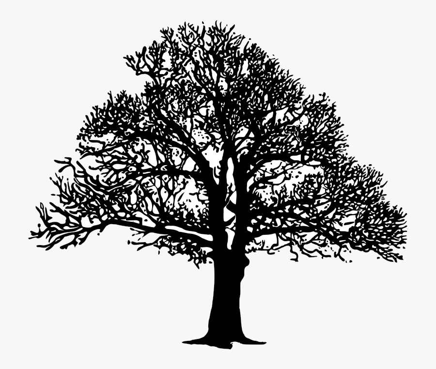 Tree3 B&w - B&w Png , Free Transparent Clipart - ClipartKey