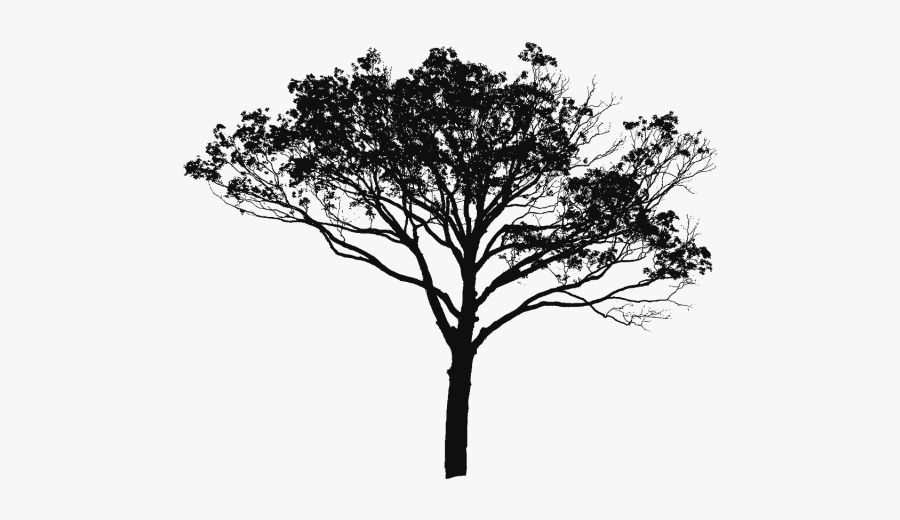 Tree Vector Black And White, Tree Vector Clipart, Tree - Tree Vector Png Black, Transparent Clipart