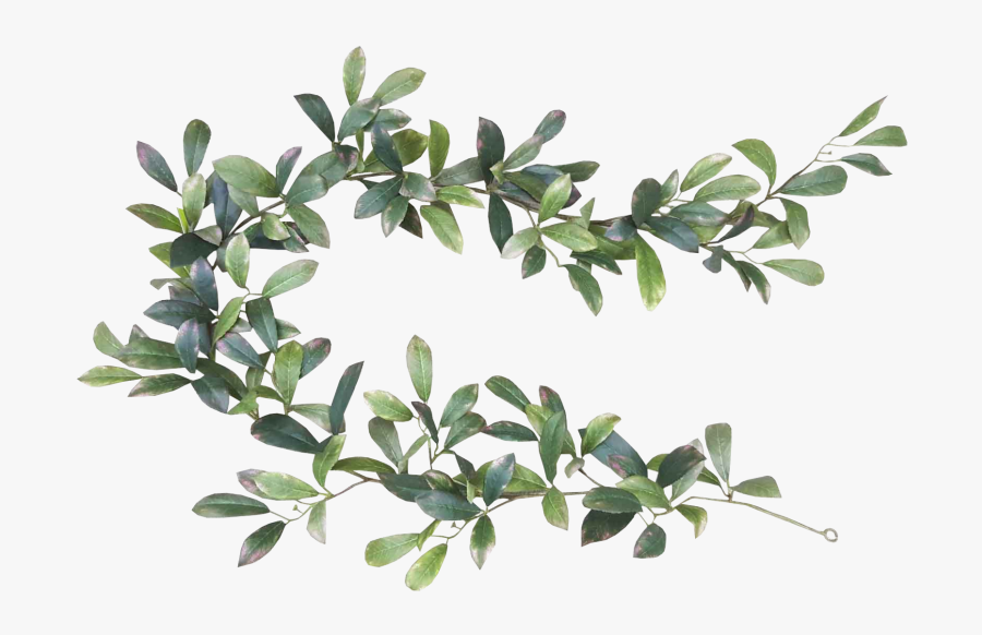 Laurel Leaf Png - Transparent Background Greenery Png, Transparent Clipart