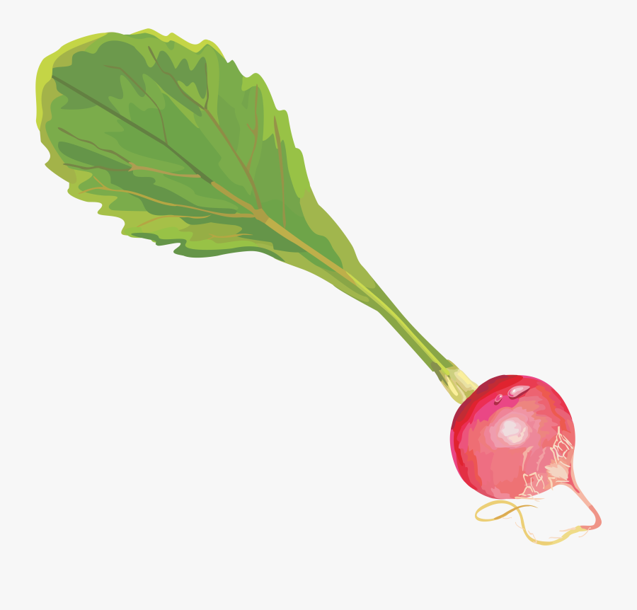 Radish Png - Radish, Transparent Clipart