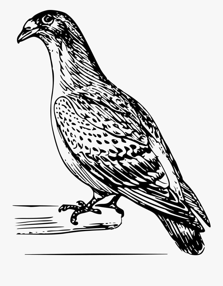 Free Carriage Pigeon Line Art Clipart Clipart And Vector - Homing Pigeon Clipart Black And White, Transparent Clipart