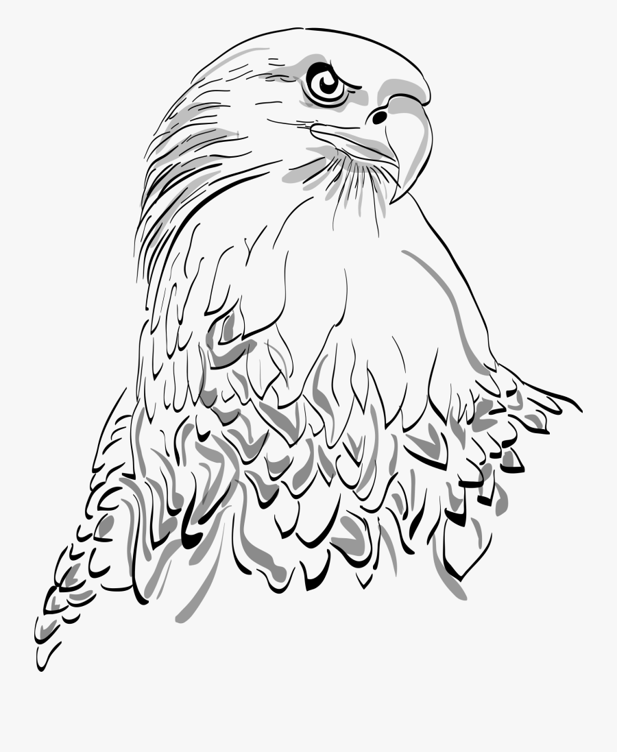 White Tailed Eagle Drawing, Transparent Clipart