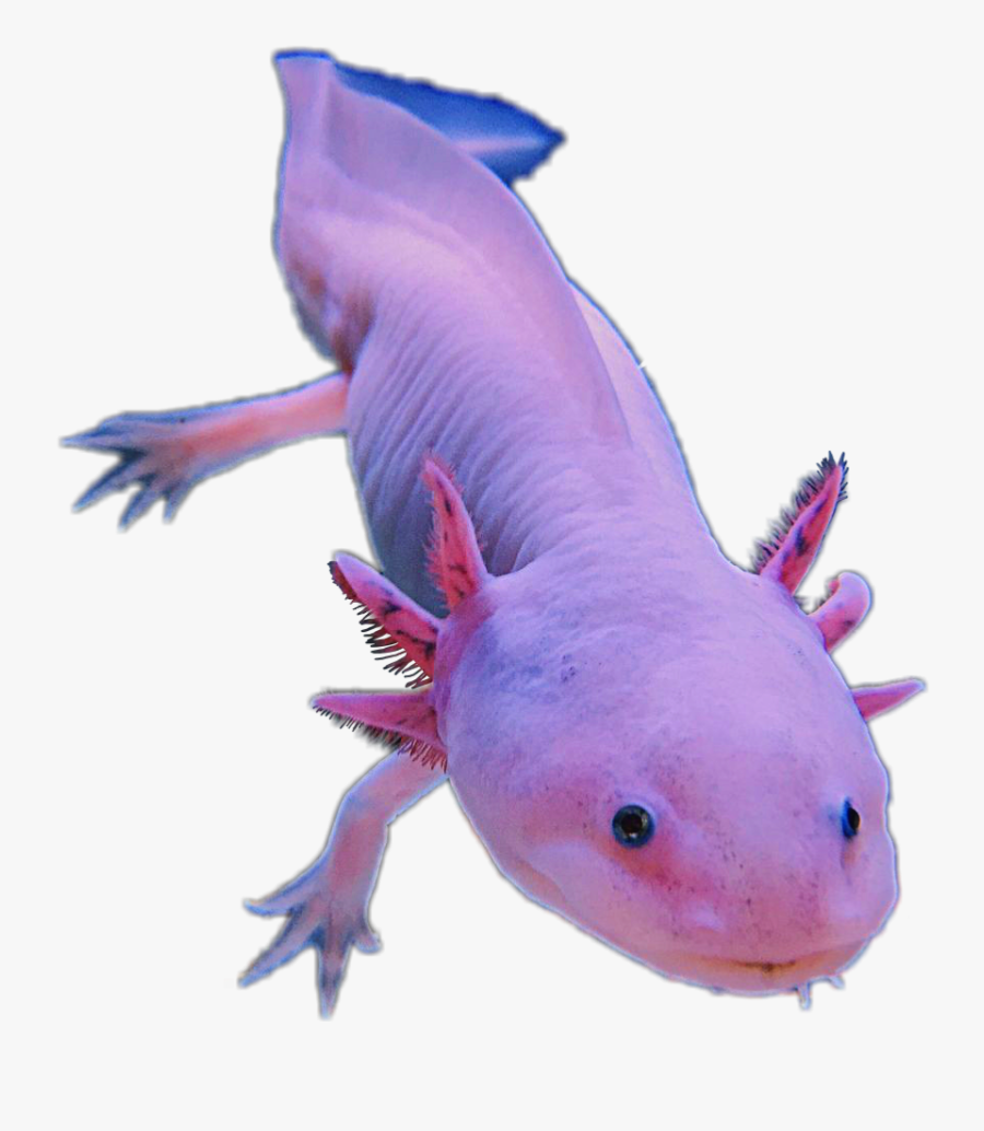 #axolotl #amphibians #pink #cute #animal #sticker #edit#freetoedit, Transparent Clipart