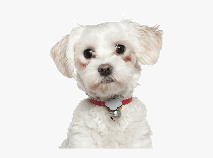 Clip Art Maltese Yorkie Mix Puppies - White Maltese Terrier Mix, Transparent Clipart