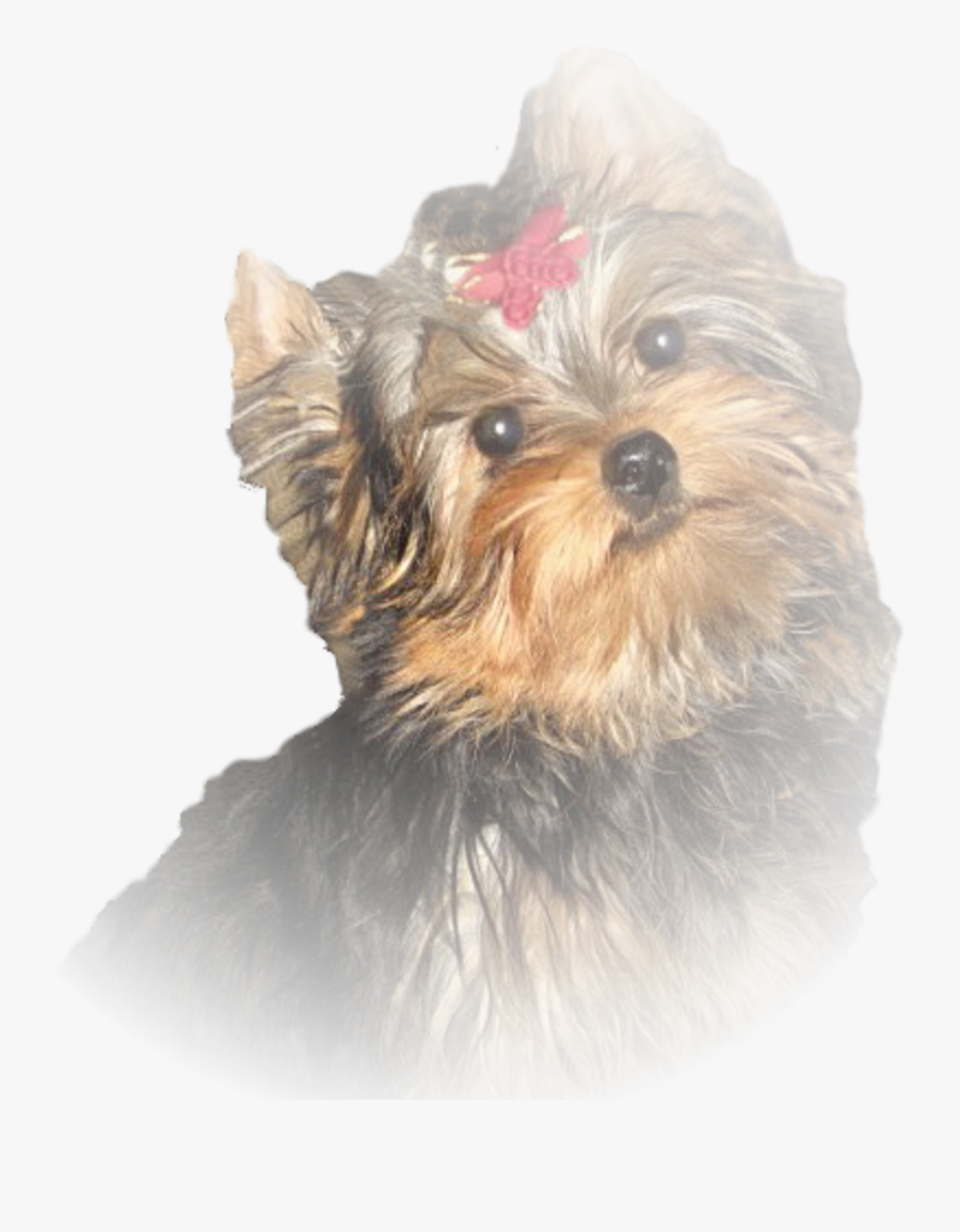 Yorkshire Terrier, Transparent Clipart