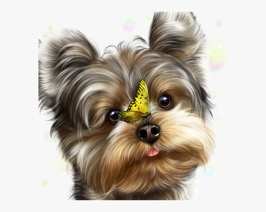 Yorkie Png, Transparent Clipart
