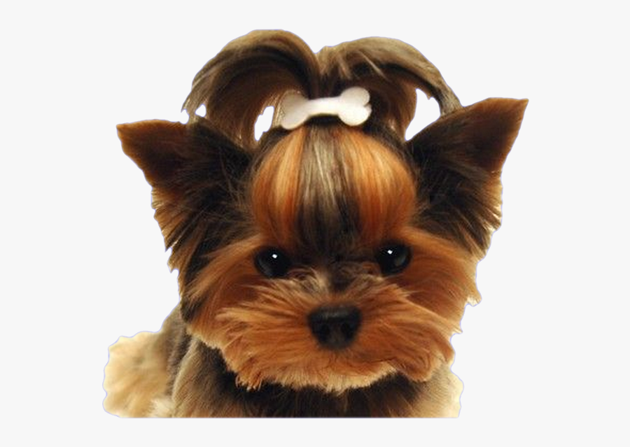 Clip Art Yorkshire Terrier Dog West - Yorkshire Terrier Hair Bows, Transparent Clipart
