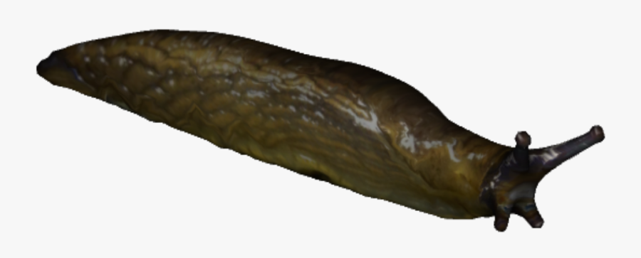 Slug - Slug Png, Transparent Clipart